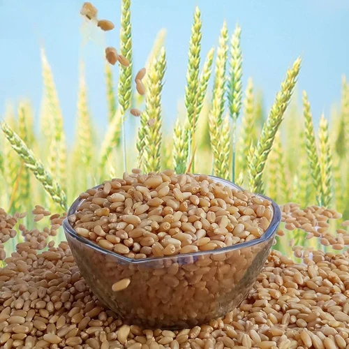 Wheat (Whole)